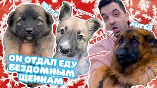 видео: Овчарка не съела еду бездомных щенков. картинка: Овчарка не съела еду бездомных щенков.