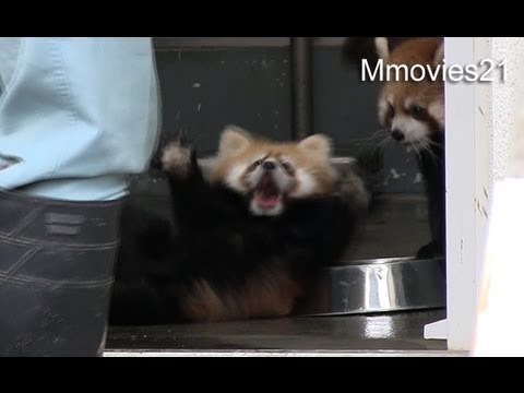 びっくりしてひっくり返る赤ちゃんレッサーパンダ Red Panda Baby Surprise Youtube