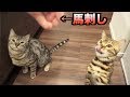 猫たちに馬刺しをあげたら大変なことに。。。
