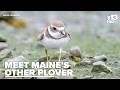 Wait, that's not a piping plover? Meet Maine's other plover