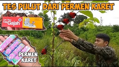 UJI COBA PULUT DARI PERMEN KARET YANG DI RACIK DENGAN LEM TIKUS #mikatburung #pulutburung