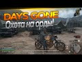 Days GONE-НОЧНОЙ СТРИМ