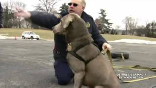 Perros policías y  rescate