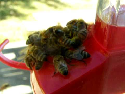 honey bee feeding frenzy on hummingbird feeder close up honey bee feeding frenzy on hummingbird feeder close up