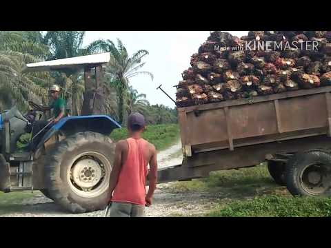 Mentalitas Seorang Operator traktor di parkebunan Kelapa Sawit