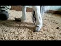 Miniature horse Leann was born badly windswept (angular limb deformity birth defect). Can we fix it?