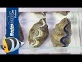 How To Care For Tridacna Clams In Your Saltwater Aquarium How To Care For Tridacna Clams In Your Saltwater Aquarium