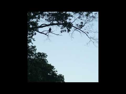 Thoughts about  passing under a bald eagle