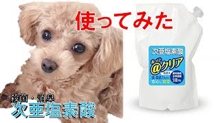 コロナ対策☆次亜塩素酸を使ってみた①準備編【トイプードルのエネン君♪】