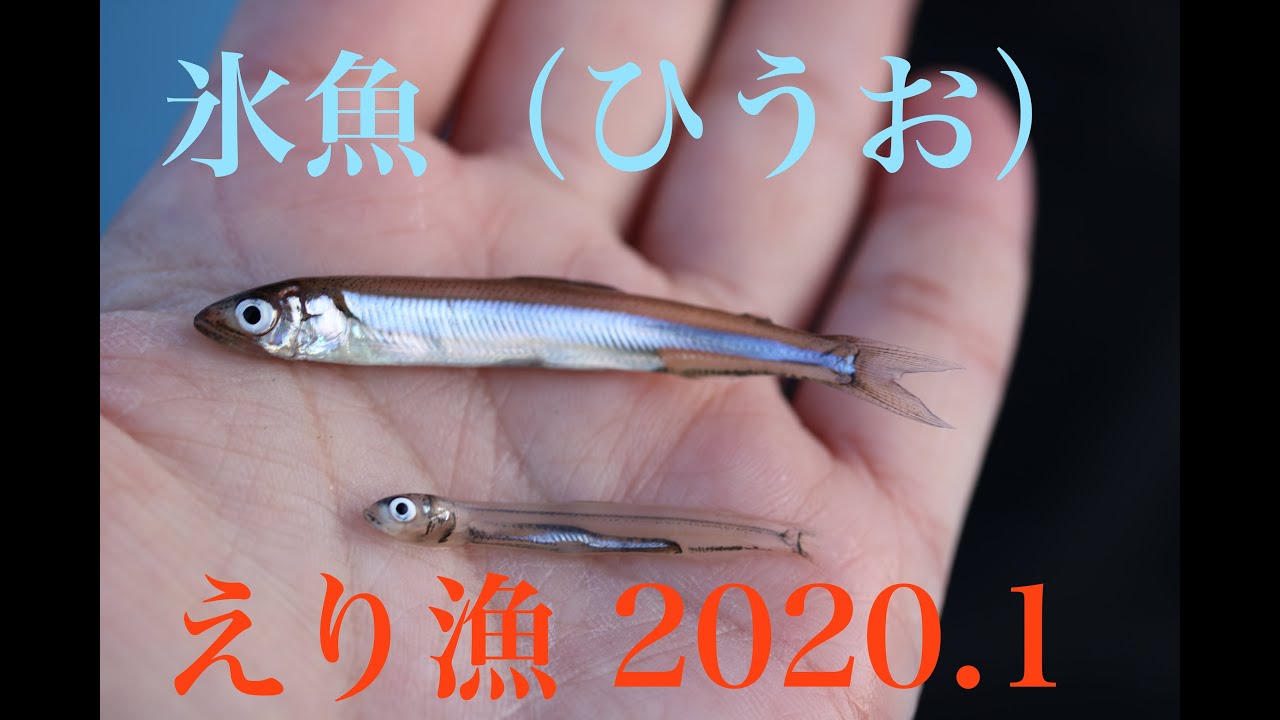 琵琶湖の伝統漁法 魞漁 えりりょう 琵琶故知新 琵琶湖の伝統漁法 魞漁 えりりょう 琵琶故知新