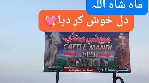 cowmandi Karachi🐄|Karachi cowmandi|heavy and aggressive cows🐂#moon diaries