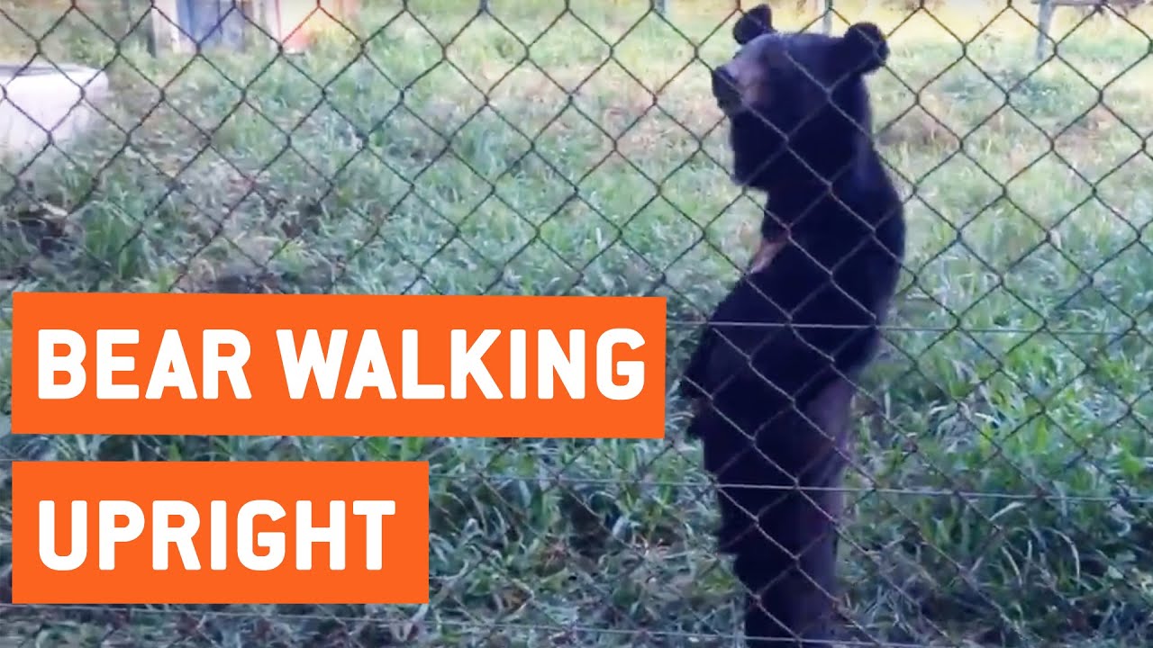 crashes on air Bear Walks Standing Upright | Hello Humans