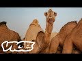 Camel Racing in Saudi Arabia: A Million Dollar Industry