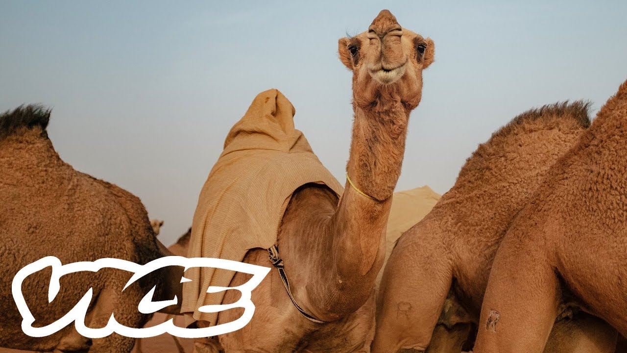 Camel Racing in Saudi Arabia: A Million Dollar Industry