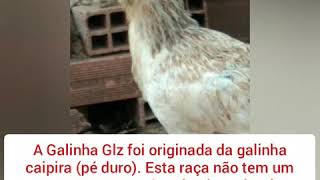 Tudo Sobre A Galinha Glz Curta E Se Inscreva