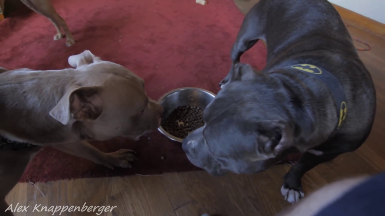pitbull food aggression