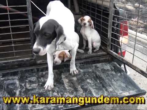 Video: Tayland Polisi 1.300 Kafesteki Köpeği Kaçakçılardan Kurtardı