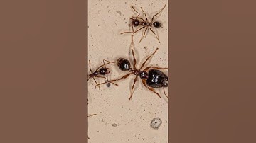 Thumbnail of Bigheaded Ants #pestcontrol #ants