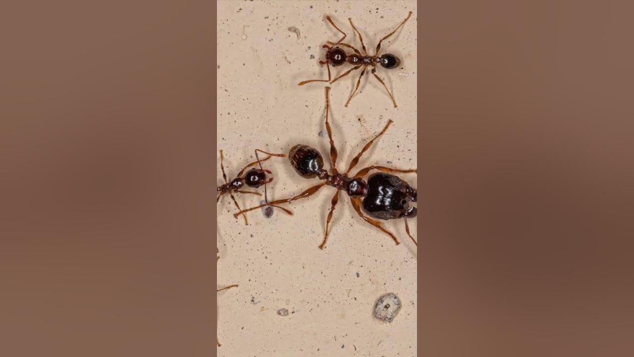 Bigheaded Ants #pestcontrol #ants