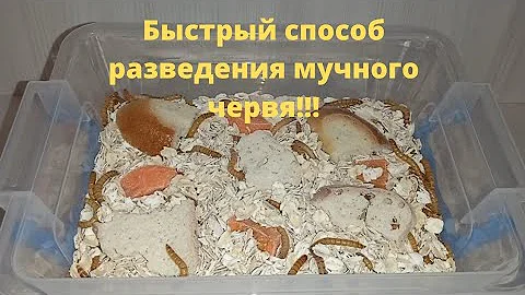 Быстрый проверенный способ по разведению мучного червя!!! Содержание мучных червей.😱😱😱