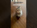 【猫】サイレントニャー！人には聞こえない声で鳴く