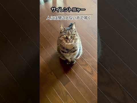 【猫】サイレントニャー！人には聞こえない声で鳴く