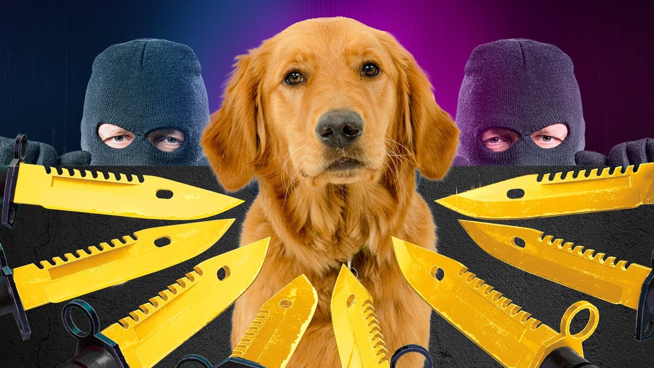 My Dog Was KIDNAPPED!