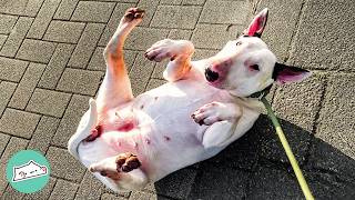 Spicy Bull Terrier Turns From Tornado Into An Angel | Cuddle Buddies