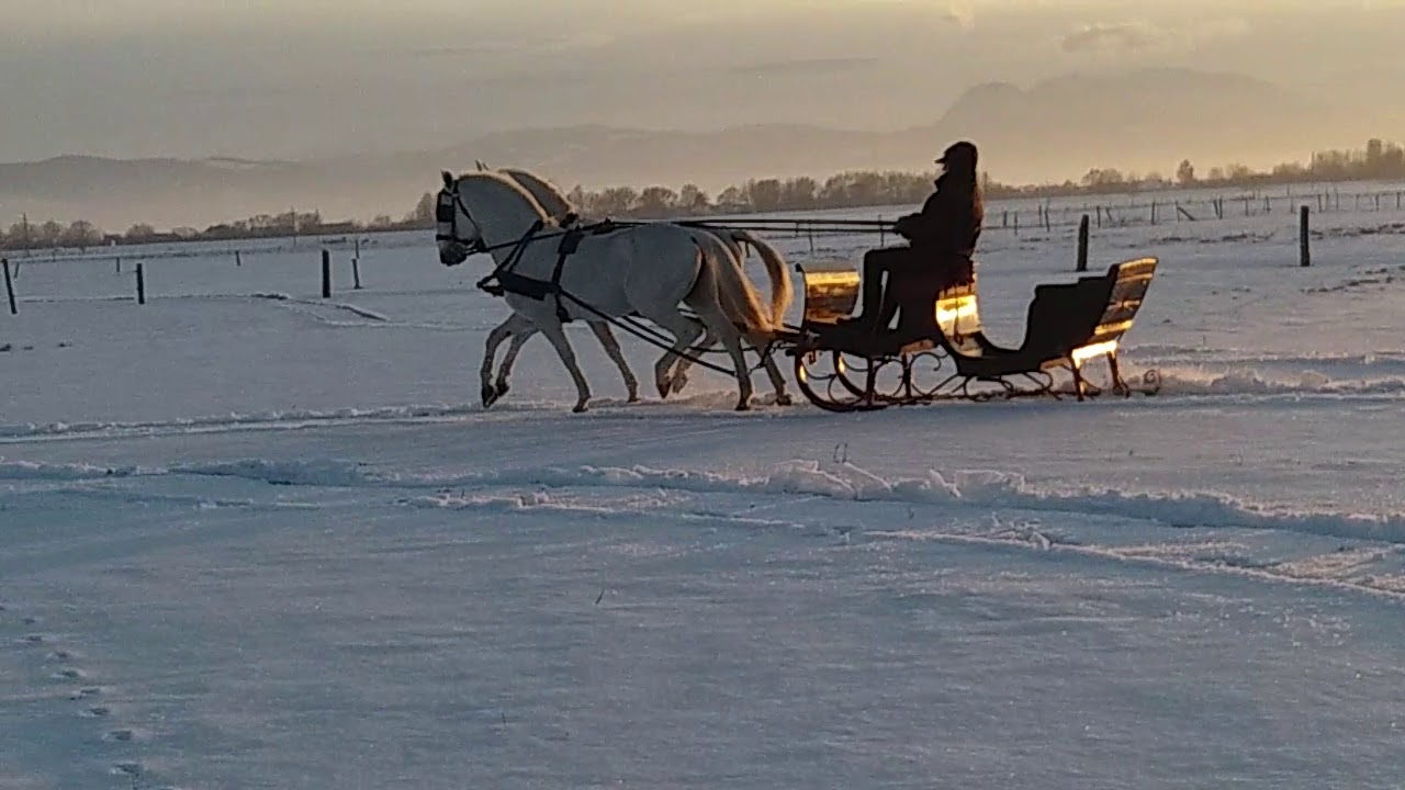 Incitato Illem & Maestoso Marci Lipizzaner stallions