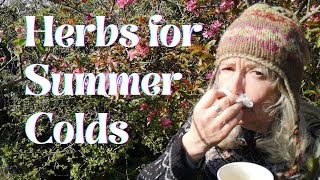 Herbs for A Summer Cold