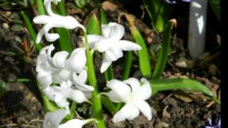 Spring Meditation screenshot 4