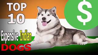 Top 10 Most Expensive Dog Breeds in India | Top 10 animals by TOP 10 Animals 53,413 views 6 years ago 4 minutes, 48 seconds