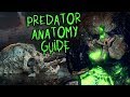 PREDATOR (YAUTJA) ANATOMY GUIDE