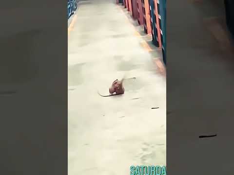 #viral #trendingshorts #beniöneçıkart #funny #shortvideo #cat #mouse #fight #fightclub