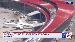Woman stung by scorpion at Logan Airport