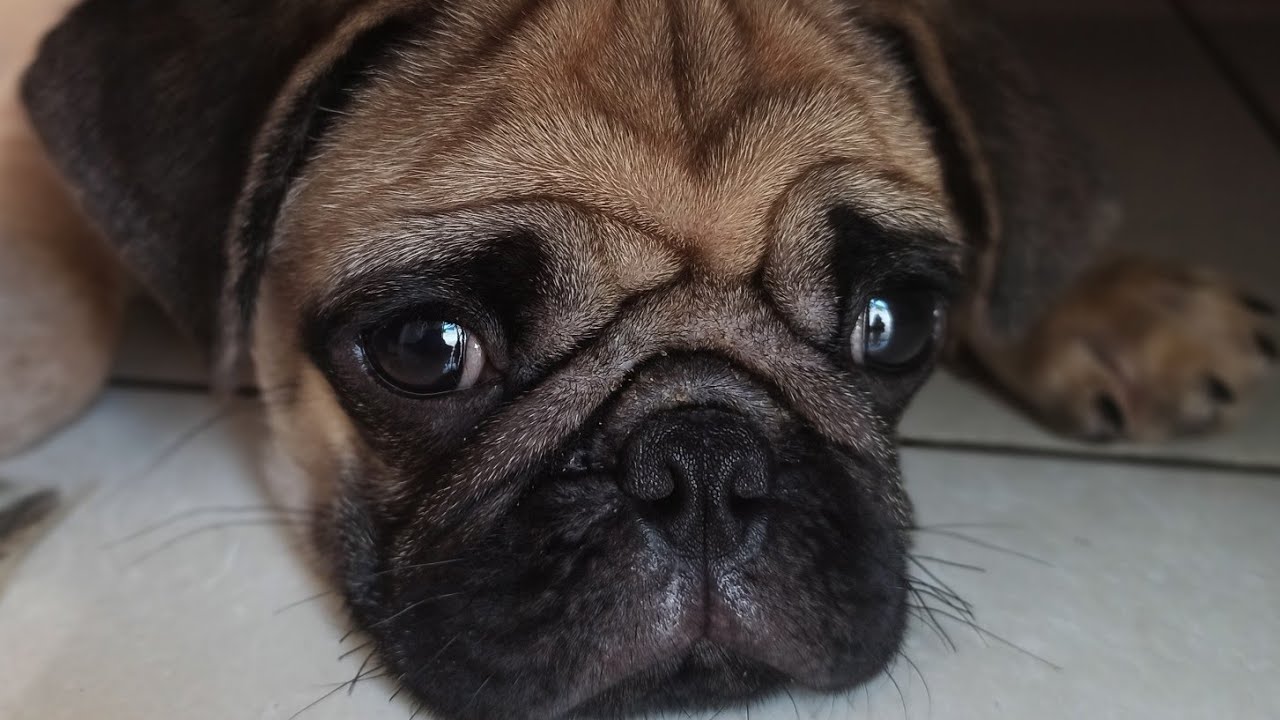 Pug puppy bathing video YouTube