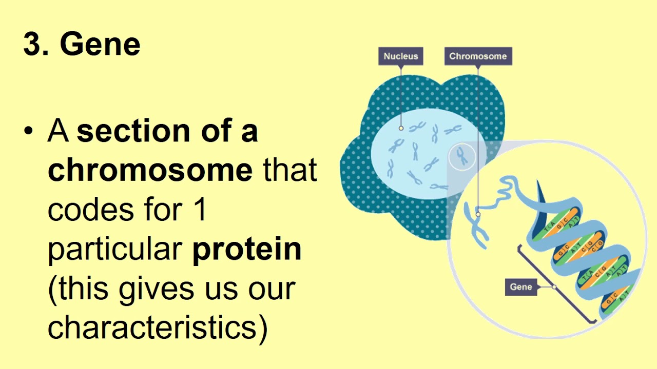 The Cell Cycle - YouTube