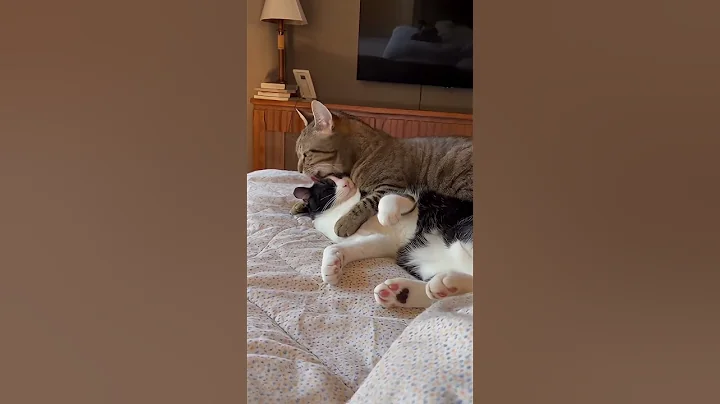 Video 11642641: british shorthair, blue cat