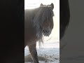 Yakutian Horses can survive without shelter at -71°C (−95°F)!