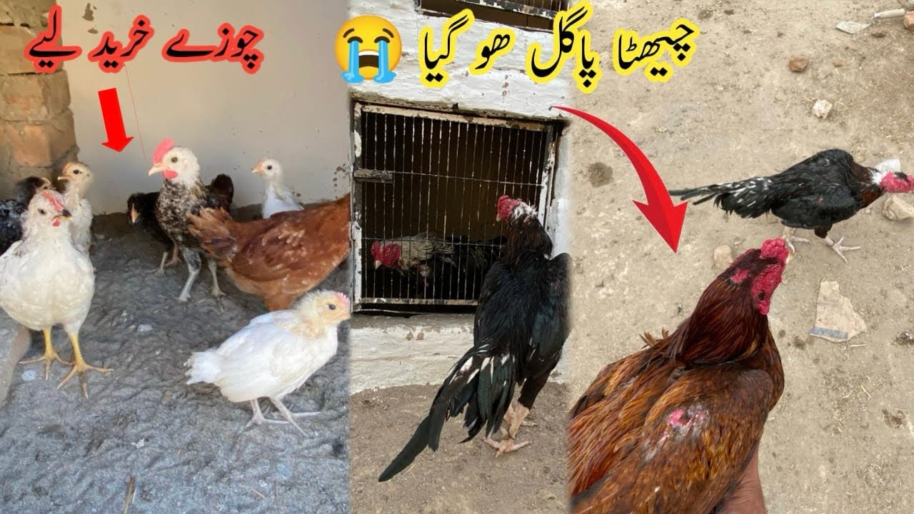 Cheaty Pagal Ho Giya 😱 | Sab Ko Challenge 💪 | New Chicks Ki Entry 🐥🔥