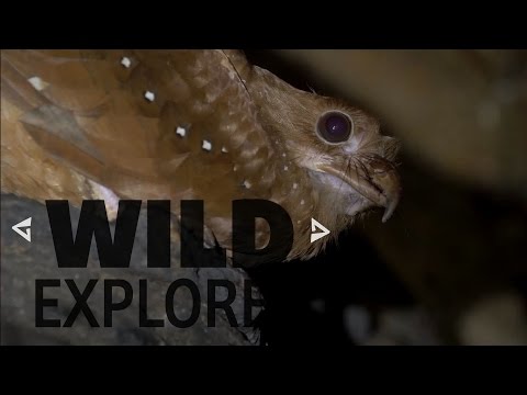 Thumb of Oilbird video