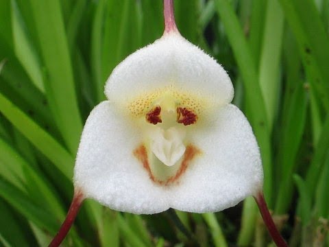 Orquídea Cara de Macaco a Venda! Compre já a sua! - thptnganamst.edu.vn