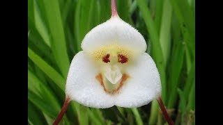 Orquídea Cara de Macaco a Venda! Compre já a sua! - thptnganamst.edu.vn