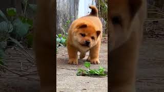 This Chubby Goofy Heartmelting Chinese Rural Dog wang Cai Just Made My Whole Week  Watch Him