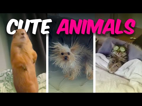 Funny Animals Compilation, Cute Animals | Animal World
