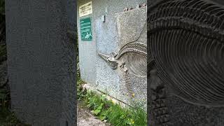 Glasenbachklamm Austria 🇦🇹