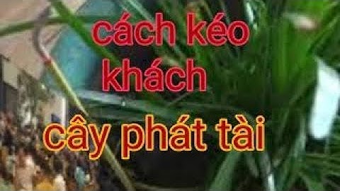 bí quyết của các quán ĐÔNG KHÁCH - cây ngải cầu tài - cây ngải rủ khách - cây phong thủy