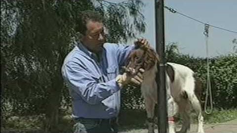 Tri-Tronics Hold Command for Bird Dogs Part 3 of 6