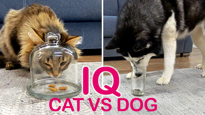 Is A Dog Really Smarter Than A Cat? I Check the IQ of My Husky And Kitty - DayDayNews