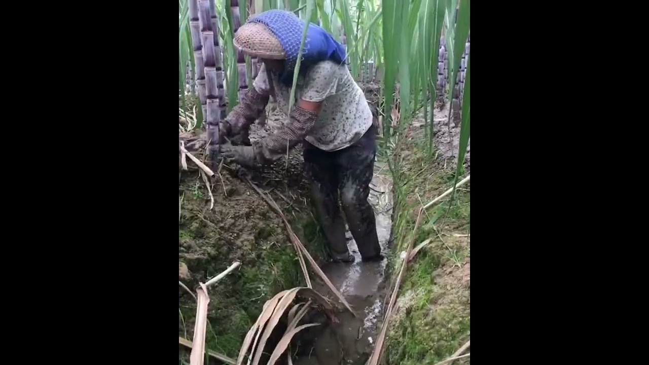 China Mein Ganne Ki Modern Kheti